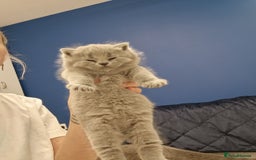 British Shorthair cats for sale: 💙British Shorthair and Long.. Blue kittens ❤️💛💚 - Image 31