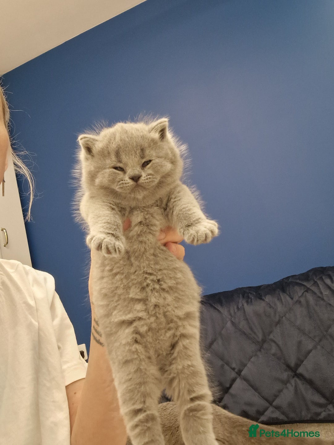 British Shorthair cats for sale: 💙British Shorthair and Long.. Blue kittens ❤️💛💚 - Image 31