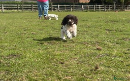 Cocker Spaniel dogs for sale: Ready Now! KC Show Type Cocker Spaniel Pups  - Image 33