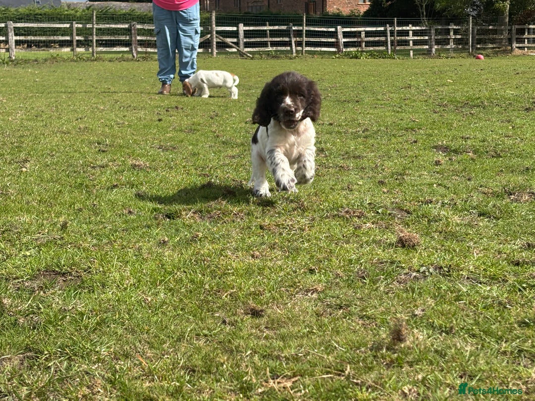 Cocker Spaniel dogs for sale: Ready Now! KC Show Type Cocker Spaniel Pups  - Image 33