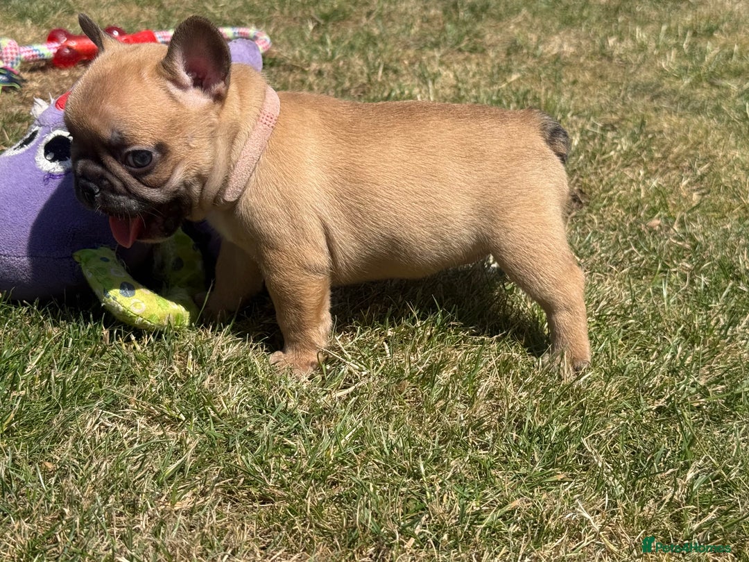 French Bulldog dogs for sale: 🐾 Beautiful French Bulldog Puppies 🐶 - Image 13