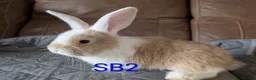 Continental Giant rabbits for sale: Beautiful Conti babies  - Advert 2
