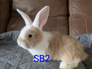 Continental Giant rabbits Beautiful Conti babies - Advert 7