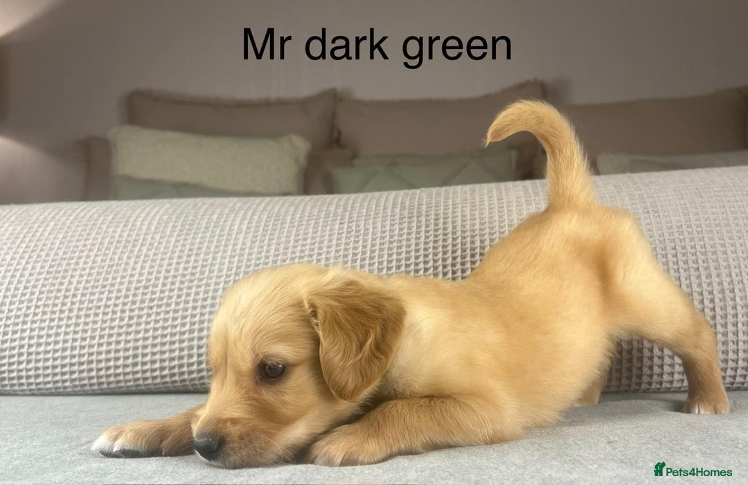 Golden Retriever dogs for sale: KC GOLDENS FROM HIP ELBOW DNA GOOD LINEAGE - Advert 27