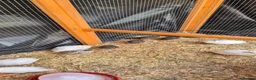 Mixed Breed birds for sale: California, bob white, button, jumbo quails sale - Advert 13