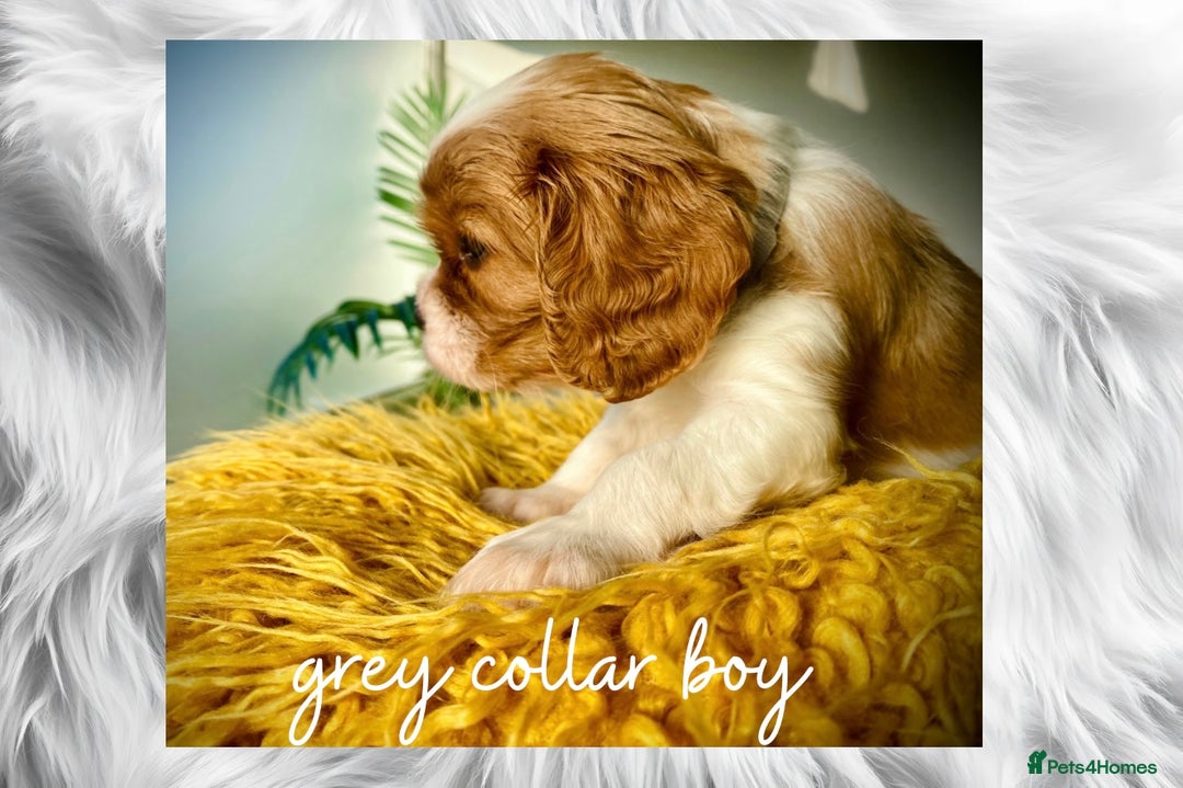 Cavalier King Charles Spaniel dogs for sale: Lovingly raised Blenheim Cavaliers  - Image 4