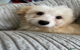 Mixed Breed dogs for sale: Maltichon Maltese x hi hon puppy  - Image 4