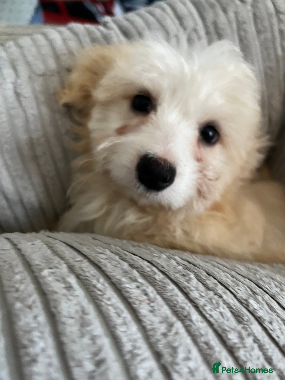 Mixed Breed dogs for sale: Maltichon Maltese x hi hon puppy  - Image 4