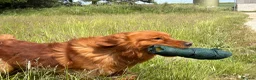 Golden Retriever dogs for stud: Ourstanding Golden Retriever  - Advert 6