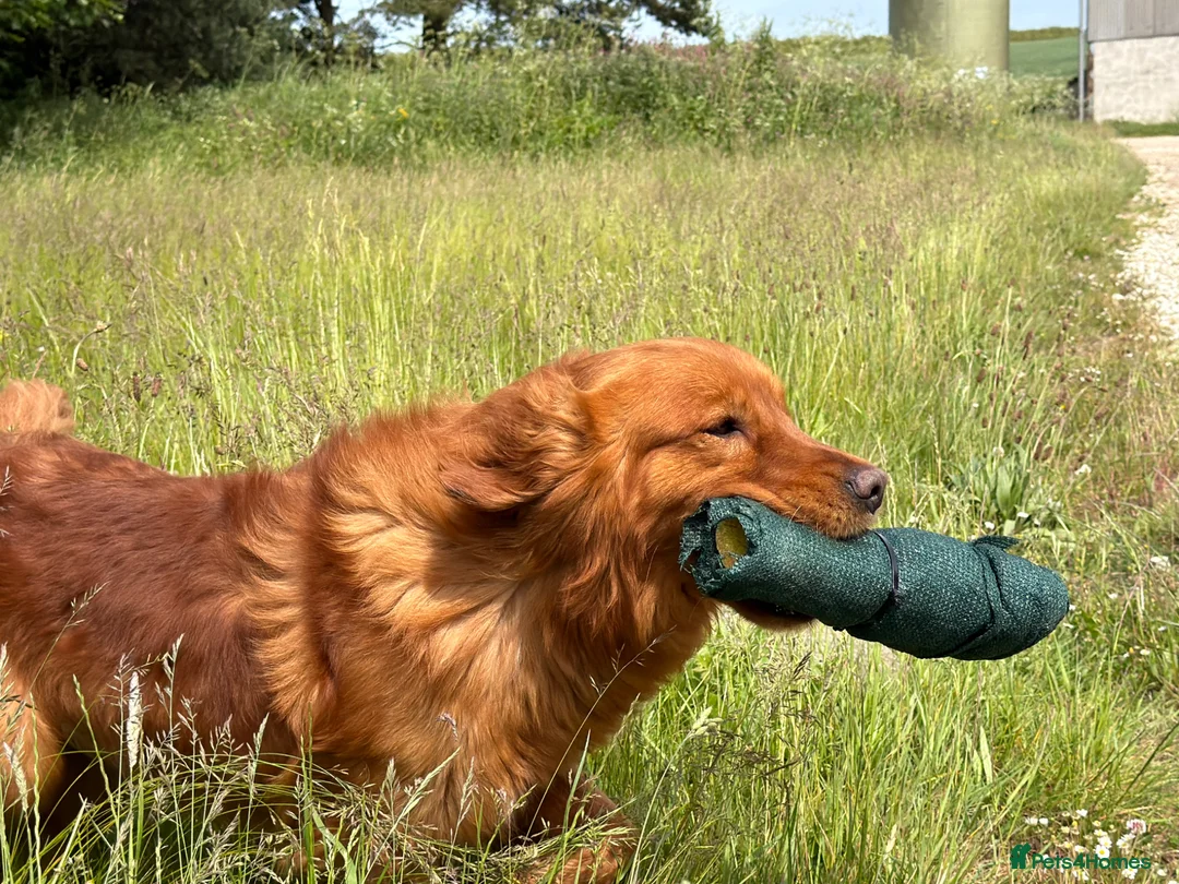 Golden Retriever dogs for stud: Ourstanding Golden Retriever  - Advert 6