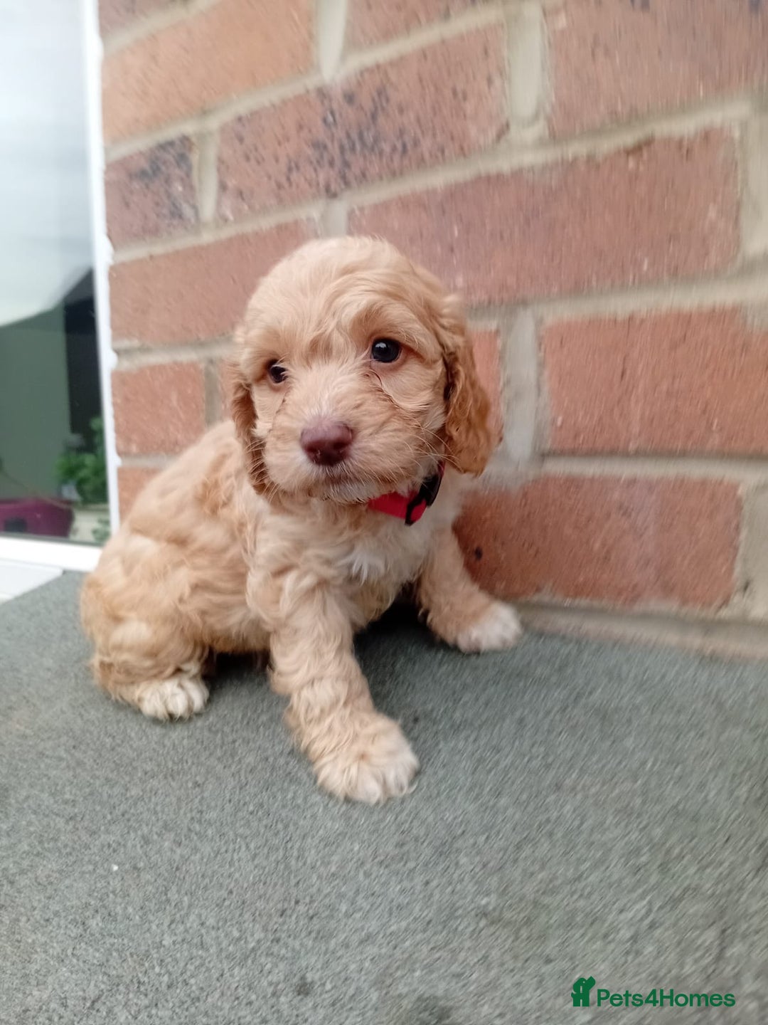 Cockapoo dogs for sale: Ready now stunning cockapoo girls - Advert 21