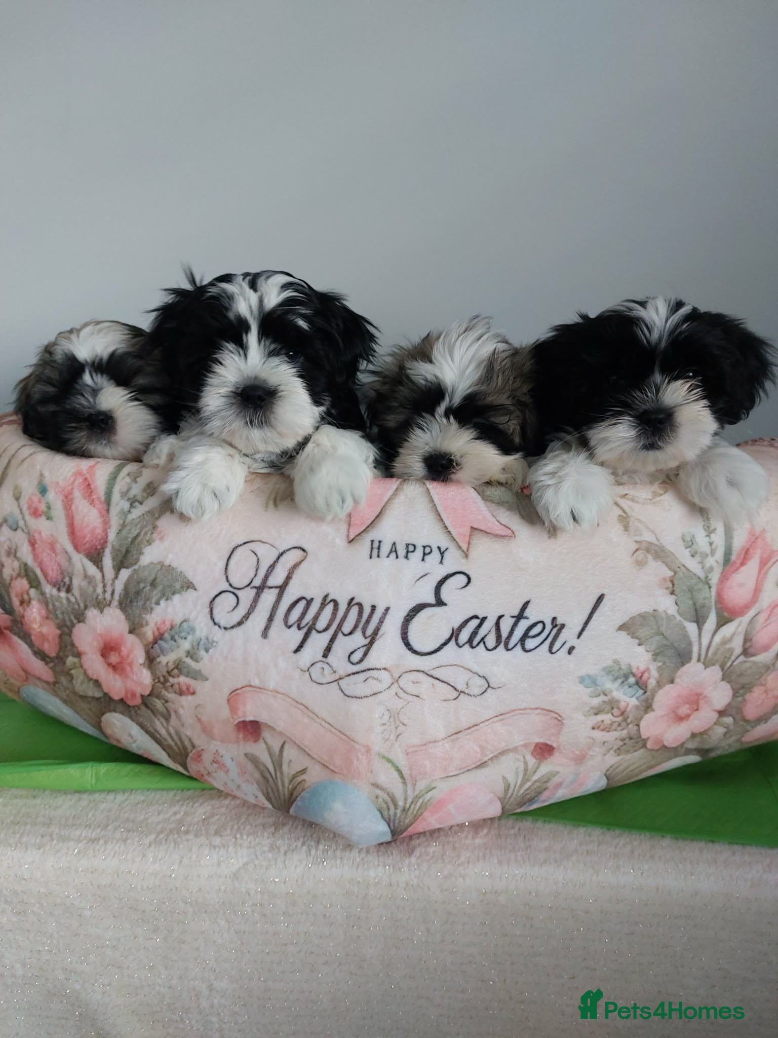 Shih Tzu dogs Beautiful Shih Tzu Puppies 💛💚❤️🩷 - Advert 1