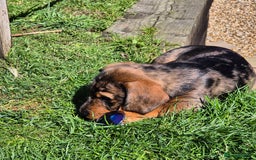 Mixed Breed dogs for sale: Wire Haired Daschund x Rottweiler  - Image 9