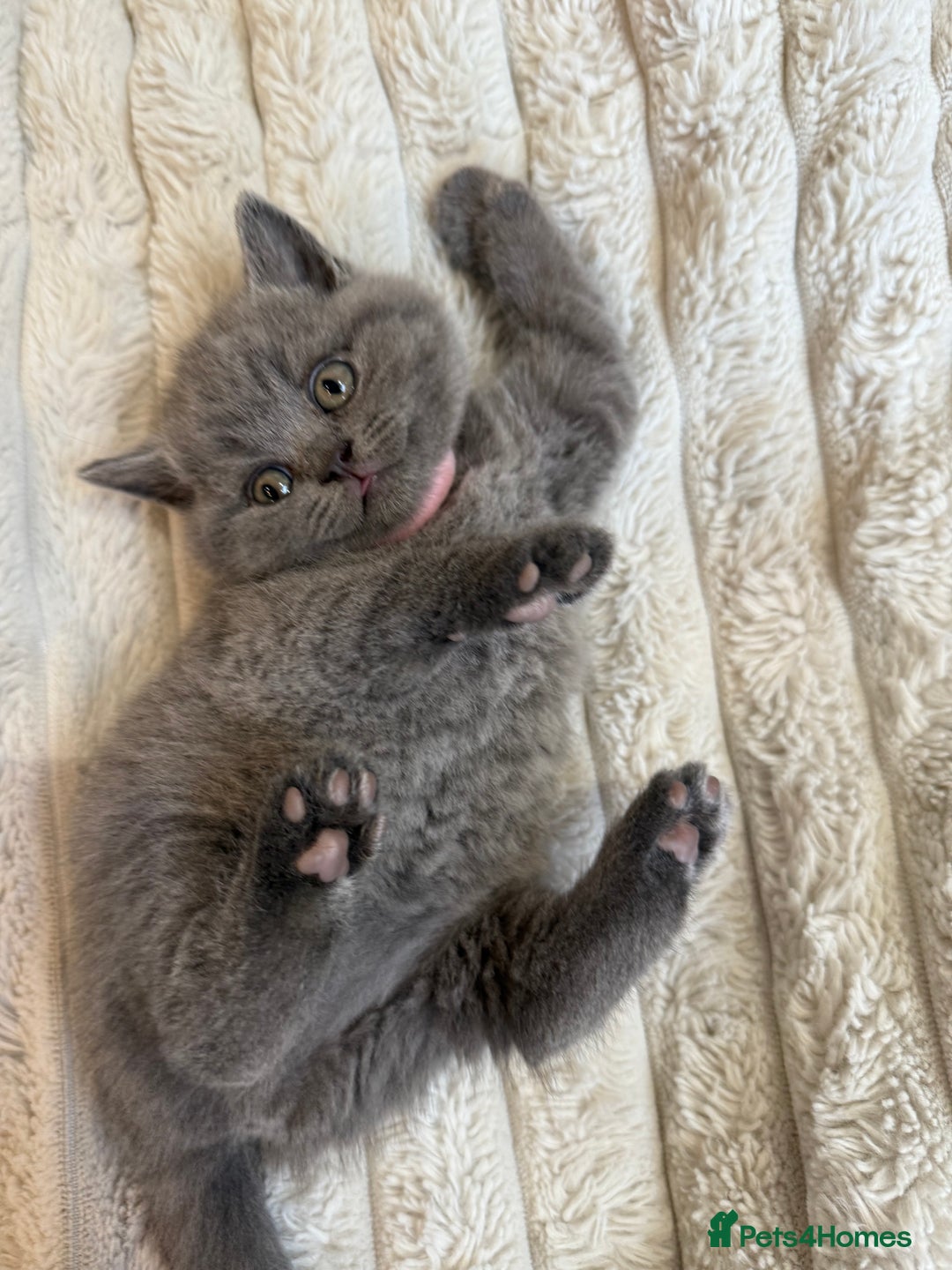 British Shorthair cats for sale: Gorgeous British Shorthair Blue Kittens - Advert 5