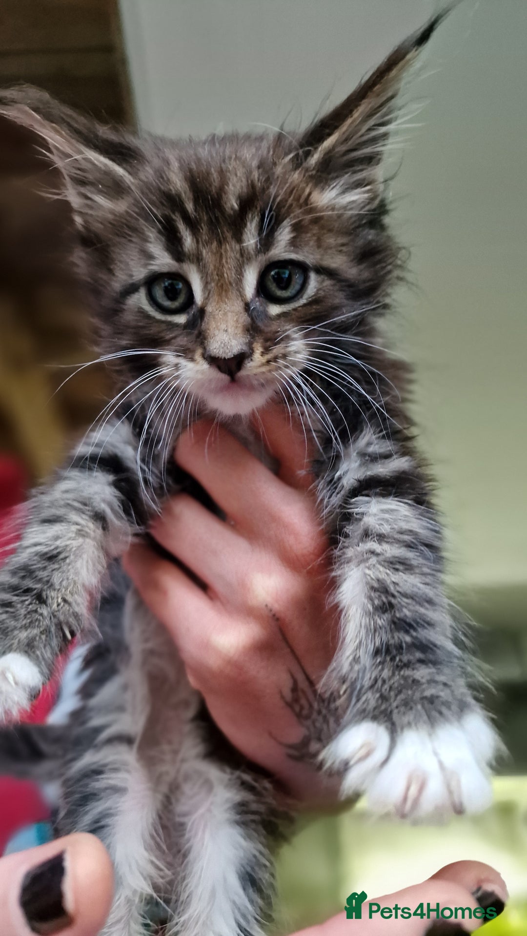 Maine Coon cats for sale: Beautiful Mainecoon kittens  - Advert 19