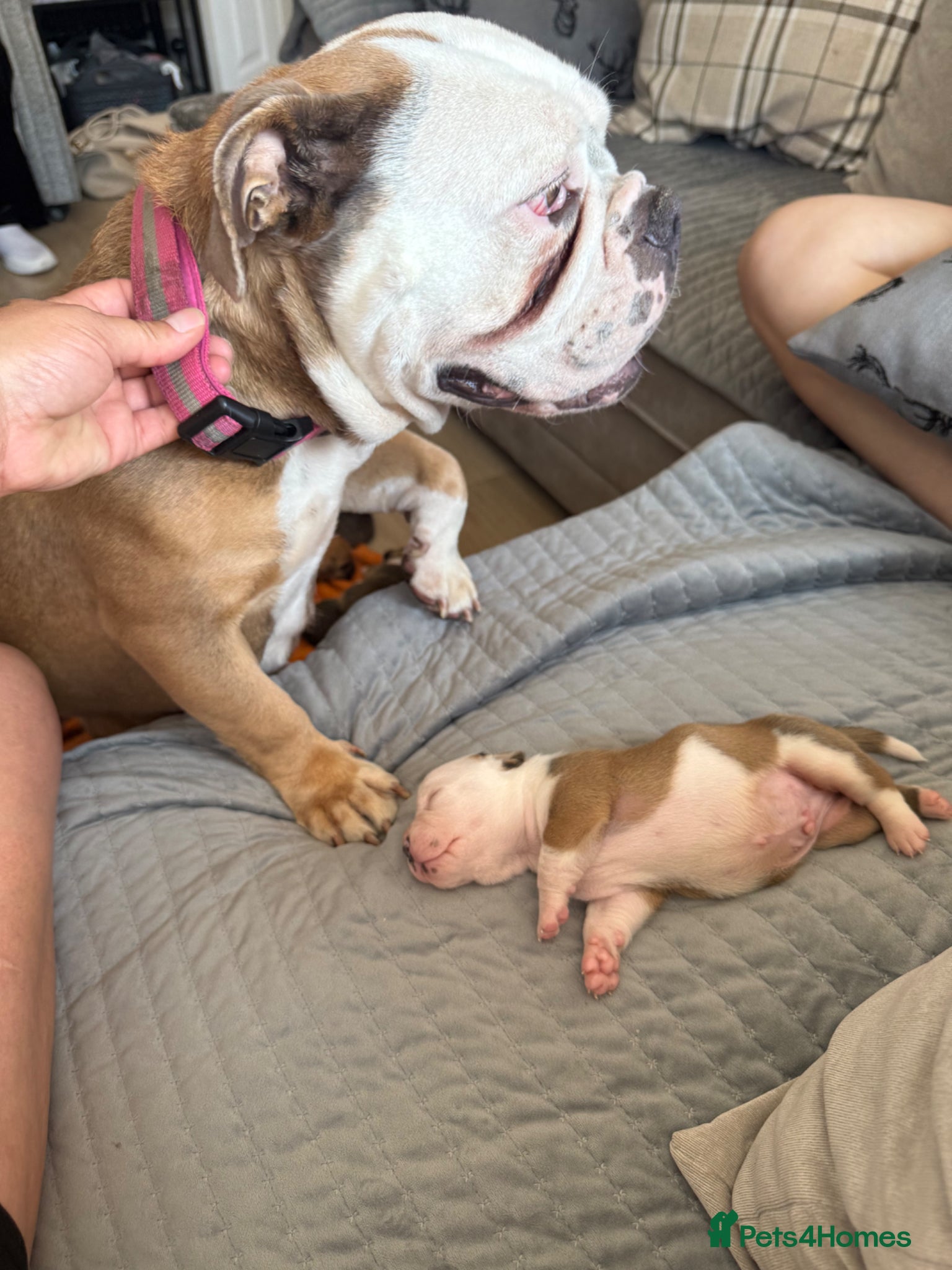 Mixed Breed dogs for sale: Fluffy English bull dogs  in Walsall - Advert 3