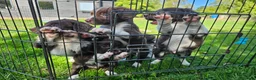 Sprollie dogs for sale: Sprollie Puppies in Dunmow - Advert 3