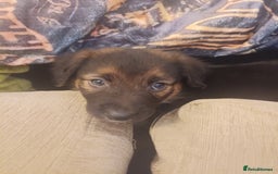 Mixed Breed dogs for sale: Collie x mixed hound puppies - Image 2