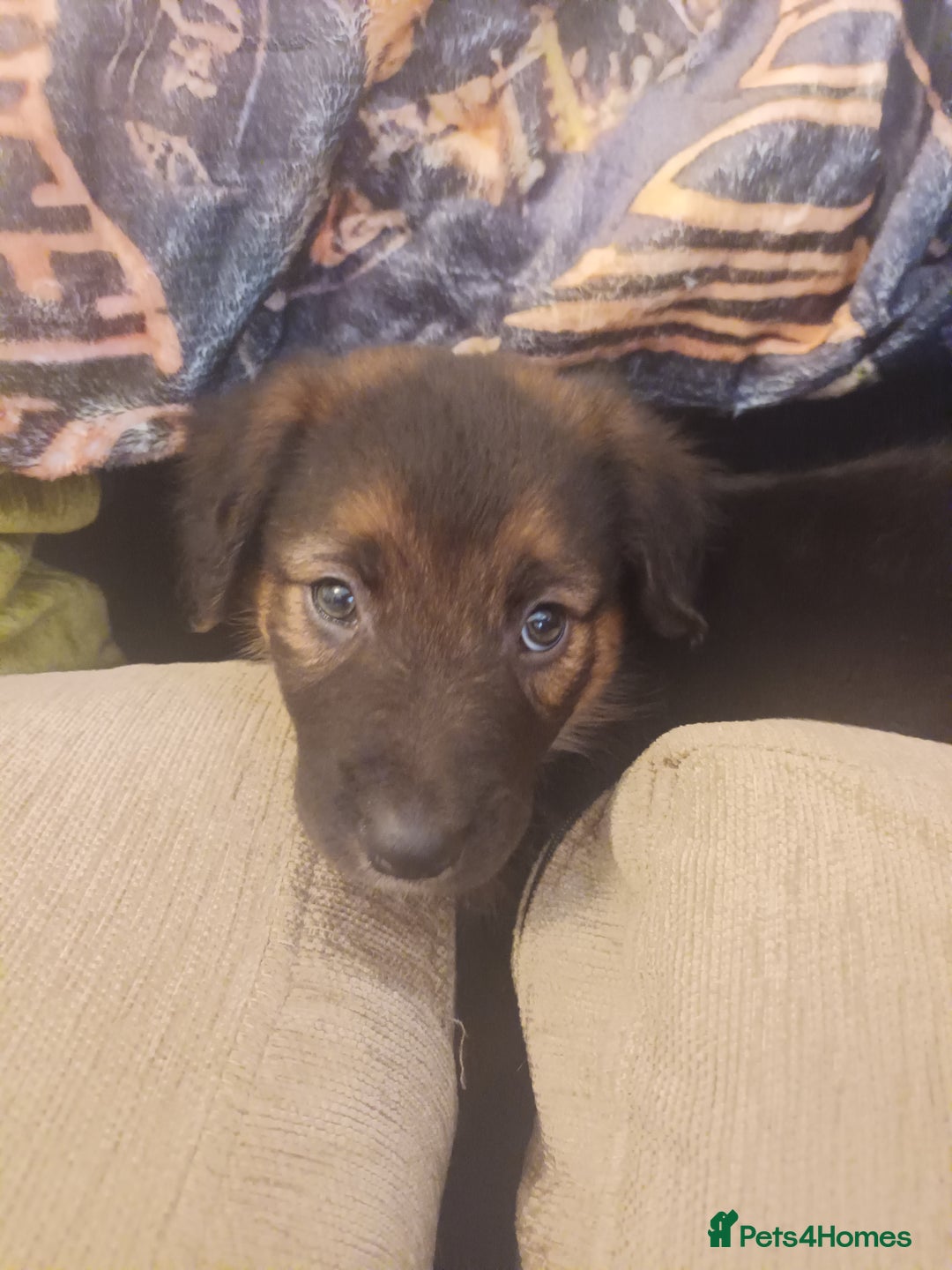 Mixed Breed dogs for sale: Collie x mixed hound puppies - Image 2