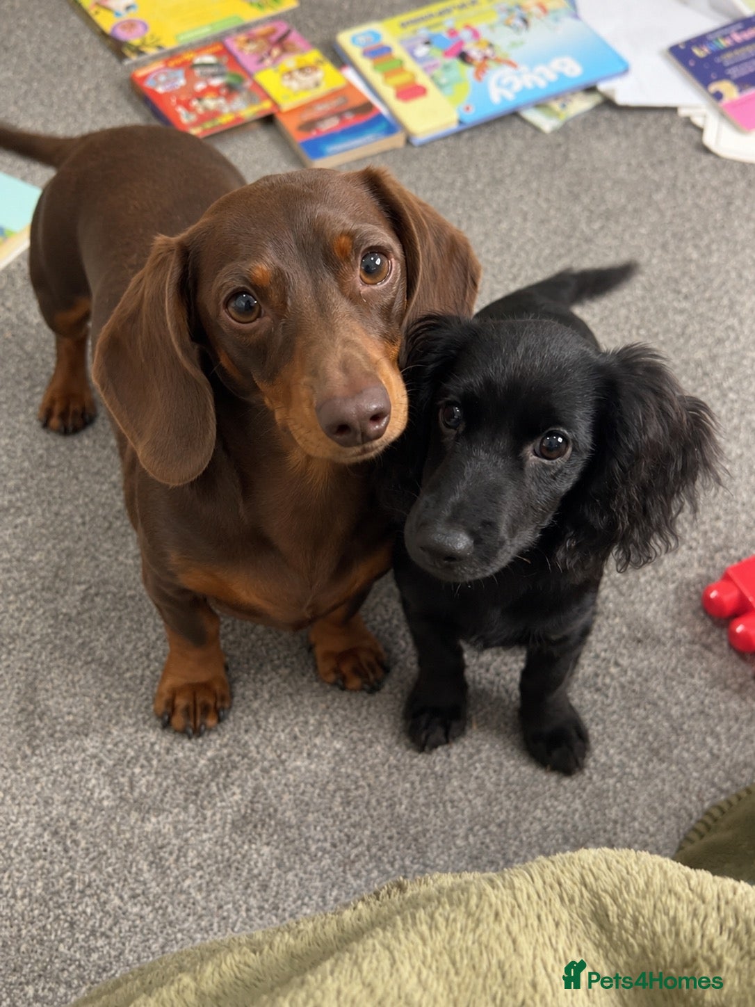 Doxiepoo dogs Doxiepoo puppy looking for a new home - Advert 3