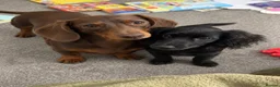 Doxiepoo dogs for sale: Doxiepoo puppy looking for a new home - Advert 1