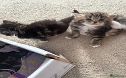 Ragdoll cats for sale: Ragdoll and Russian blue mix - Image 12
