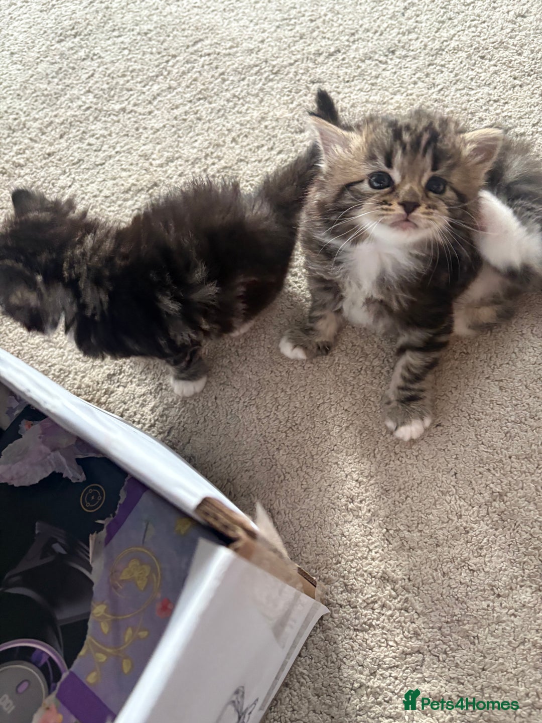 Ragdoll cats for sale: Ragdoll and Russian blue mix - Image 12