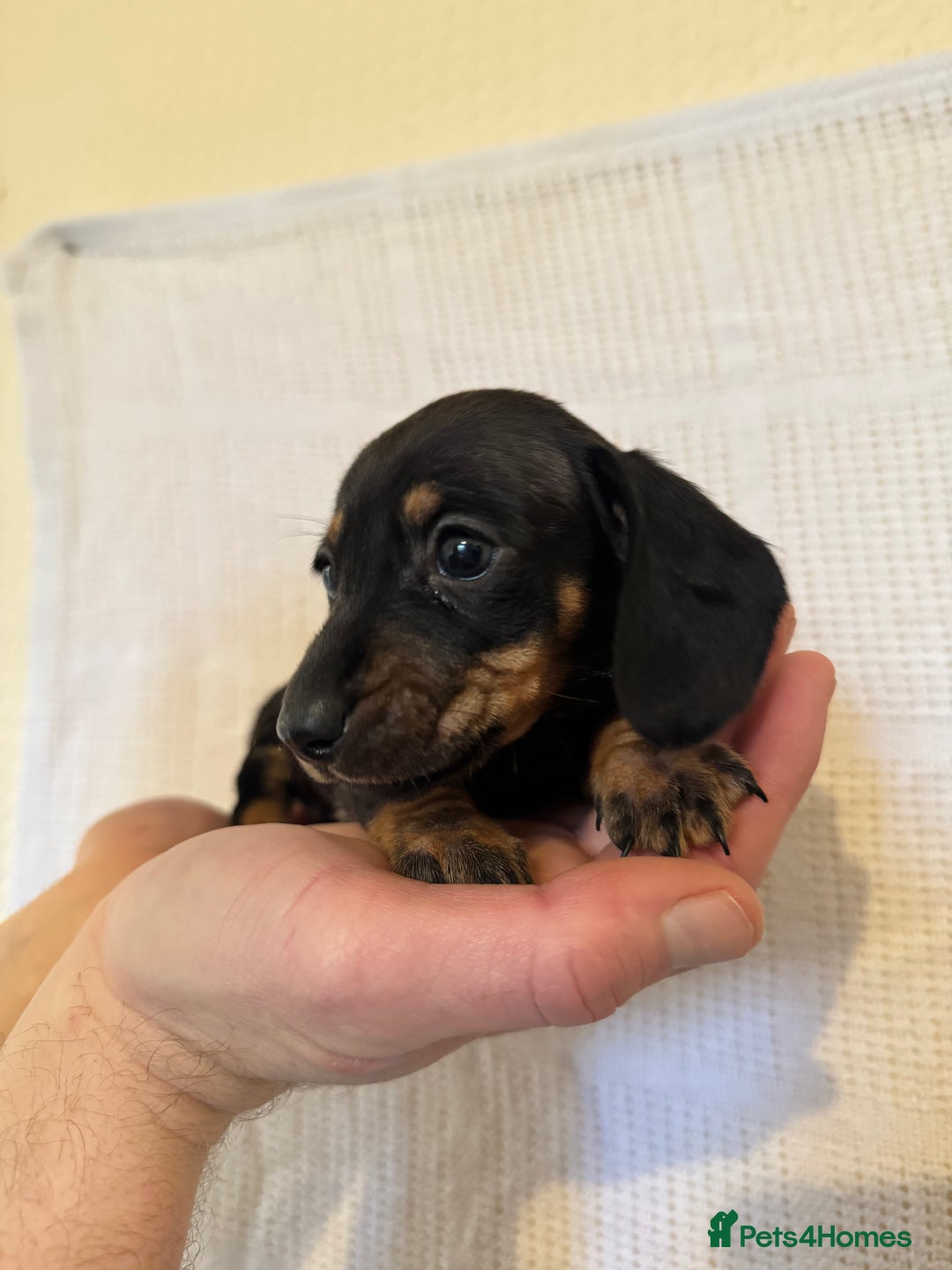 Miniature Dachshund dogs for sale: KC registered miniature dachshunds  - Advert 7