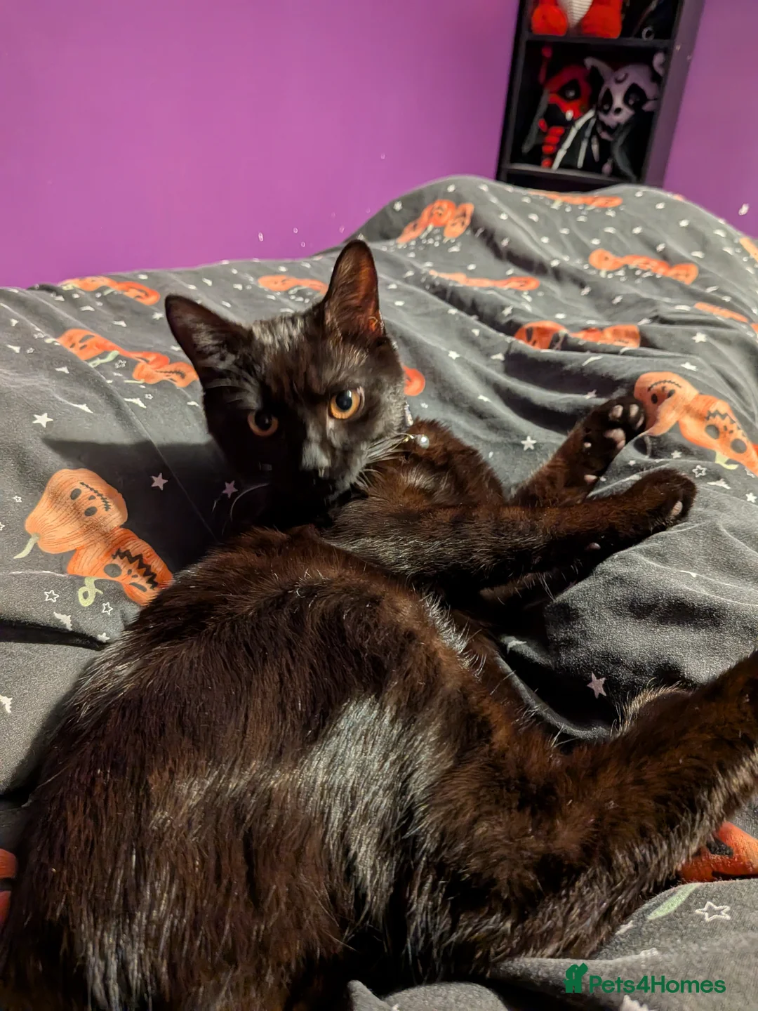 Mixed Breed cats for sale: Truffles black kitten  in Milton Keynes - Advert 2