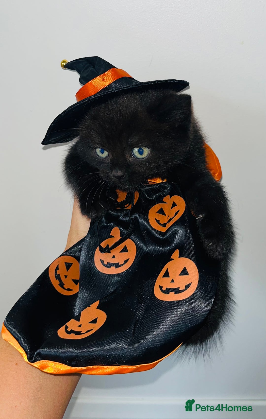 British Shorthair cats for sale: British shorthair X ragdoll  - Image 16