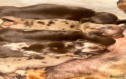 Miniature Dachshund dogs for sale: Miniature dachshunds  - Image 6
