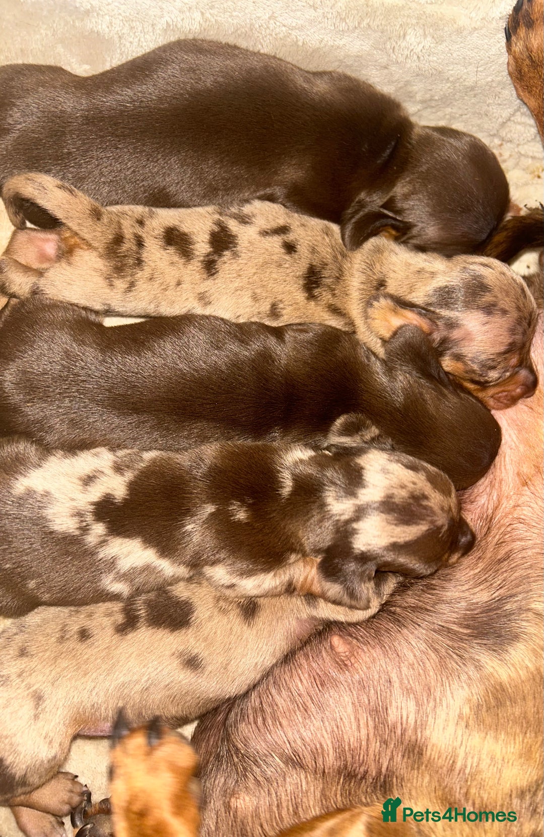 Miniature Dachshund dogs for sale: Miniature dachshunds  - Image 6