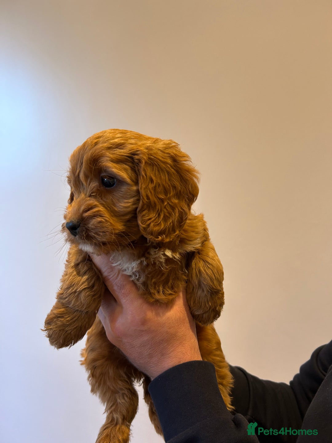 Cockapoo dogs for sale: Cockapoo puppies f1 gorgeous little babys - Advert 17