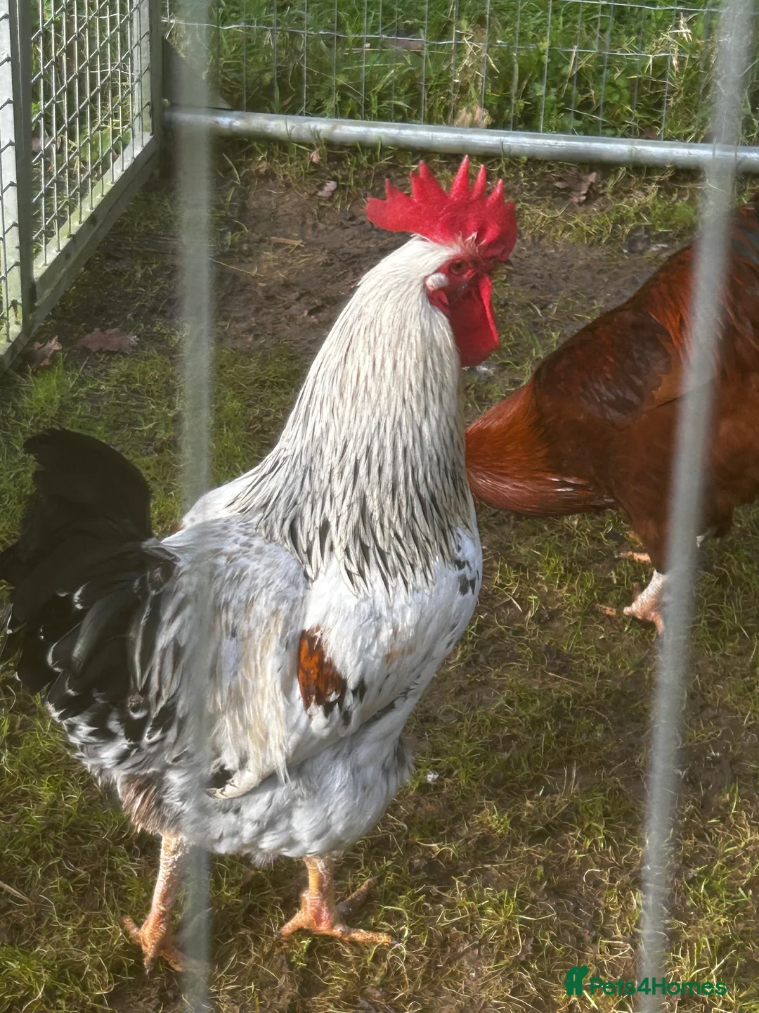 Chickens poultry for sale: Free due to moving .  - Advert 3