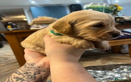 Golden Retriever dogs for sale: Gorgeous litter of 9 Golden Retrievers  - Image 14