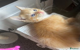 Ragdoll cats for sale: stunning ragdoll kittens - Image 20