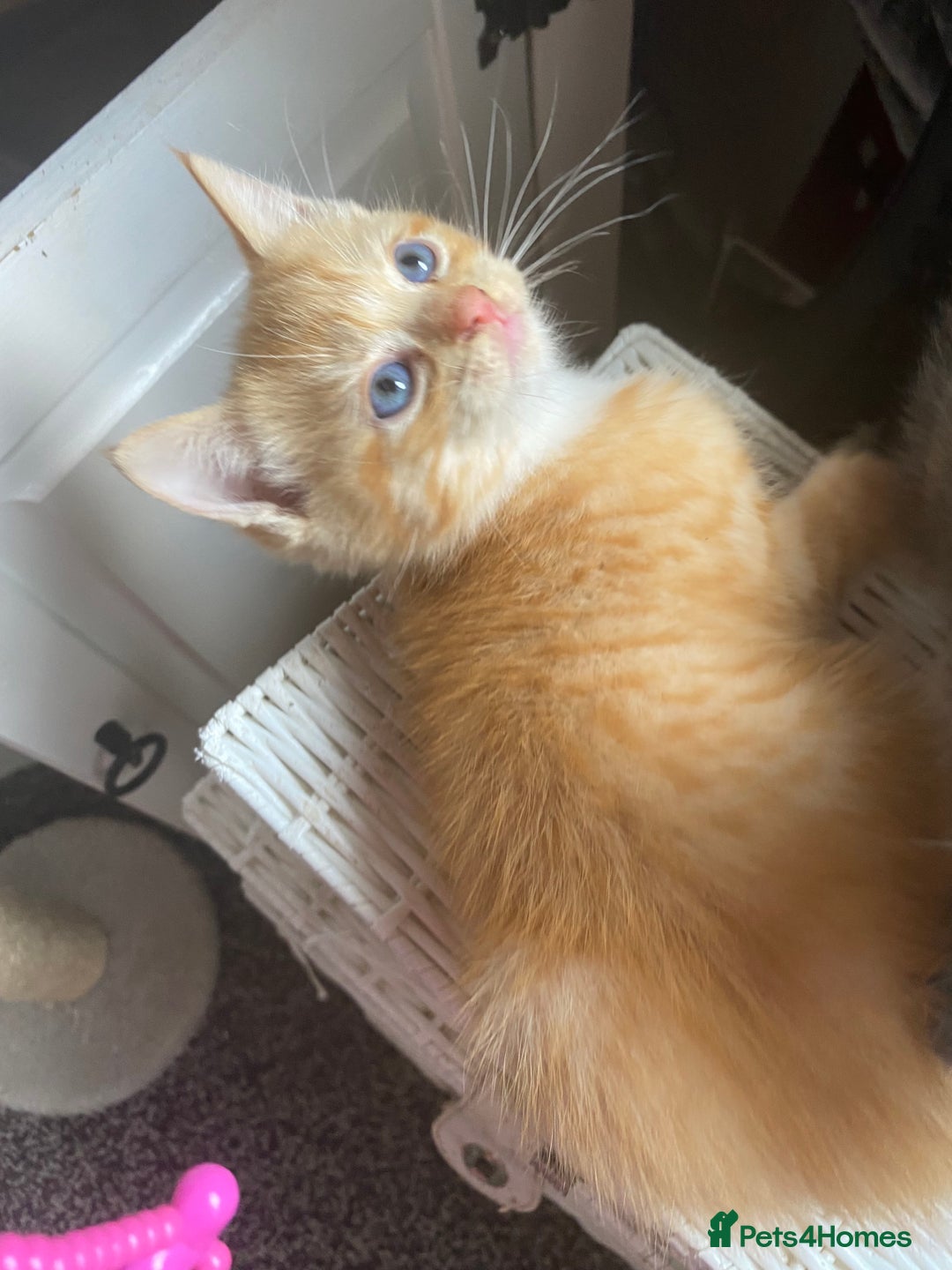 Ragdoll cats for sale: stunning ragdoll kittens - Image 20