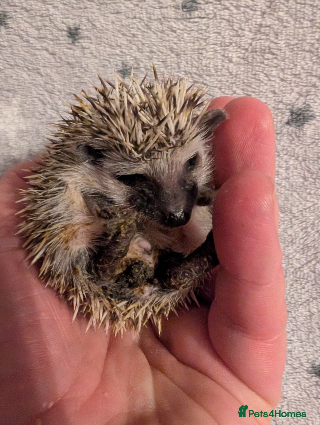 Pygmy Hedgehog rodents for sale: Litter of African pygmy hedgehog  - Image 4