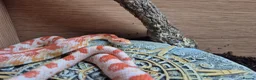 Corn Snake reptiles for sale: Female cornsnake  - Advert 3