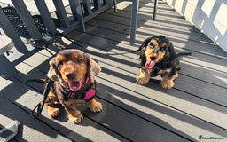 Cocker Spaniel dogs for sale: Dark Sable boy looking for his forever home - Image 3