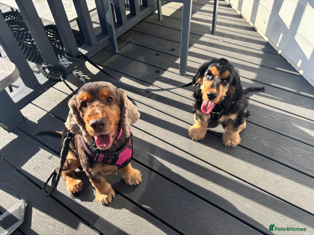 Cocker Spaniel dogs for sale: Dark Sable boy looking for his forever home - Image 3