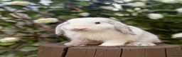 Mini Lop rabbits for sale: Two Mini Lops - Male & Female SEPARATELY  - Advert 5