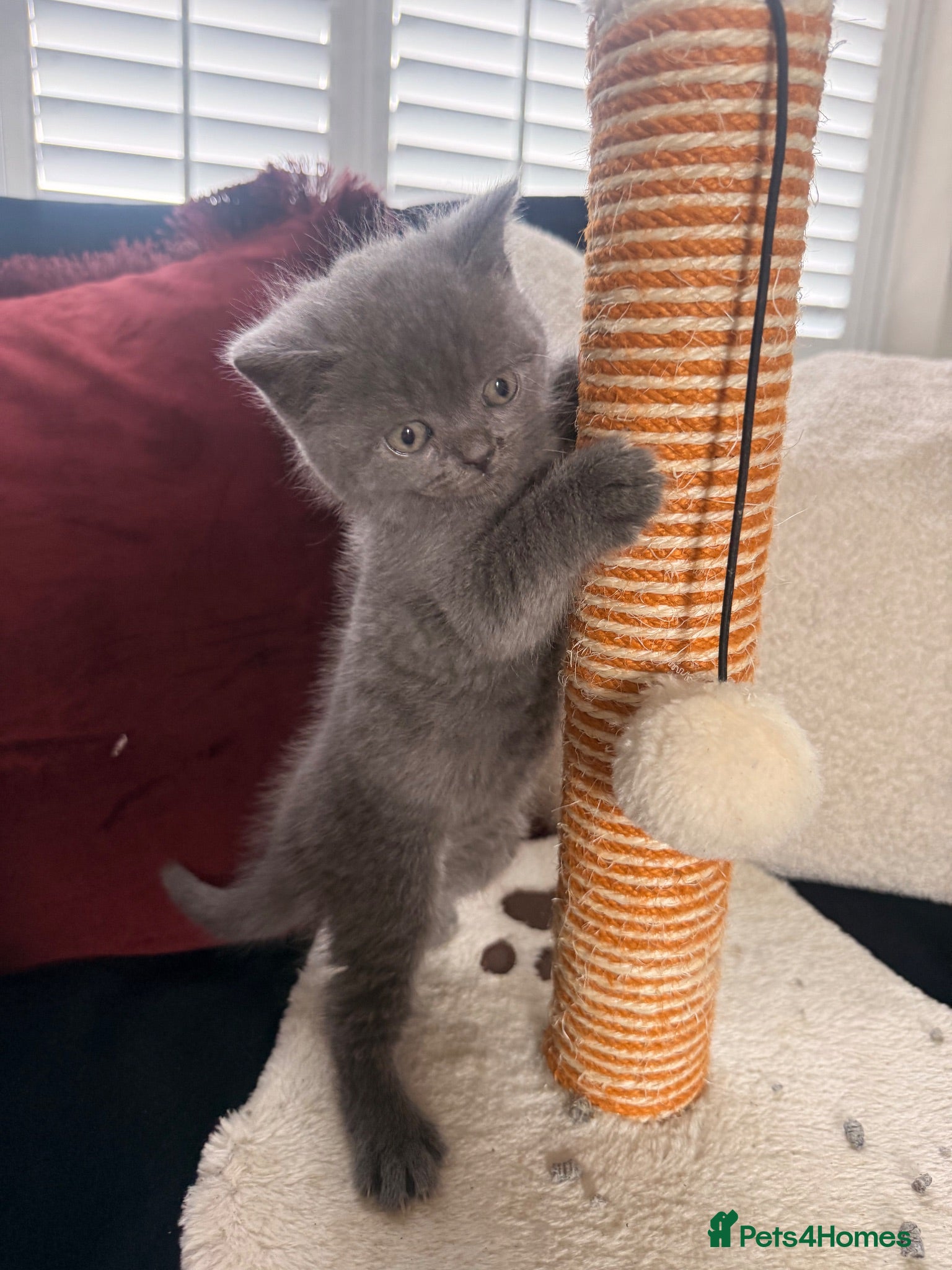 British Shorthair cats British shorthair X Scottish fold  - Advert 1