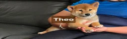 Japanese Shiba Inu dogs for sale: Foxy little shibas - Advert 37