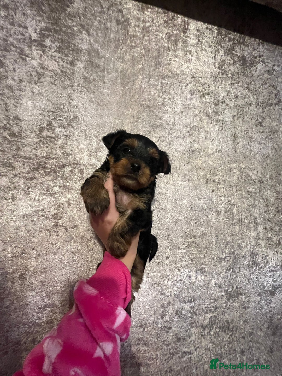 Yorkshire Terrier dogs for sale: Lovely Little Yorkshire Terrier Puppies  - Advert 4