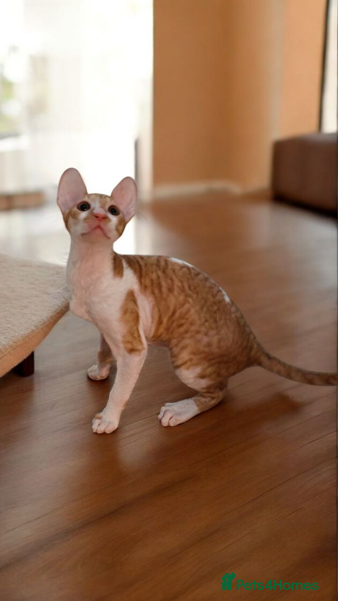 Cornish Rex cats for sale: Cornish Rex Kitten Ready for his new  home! - Advert 12