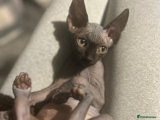 Sphynx cats Canadian Sphyx - Advert 2