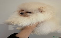 Pomeranian dogs for sale: Kc white/cream Boy Pomeranian  - Advert 5
