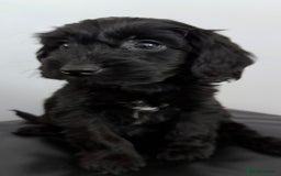 Cockapoo dogs for sale: Adorable Cockapoos - Advert 7