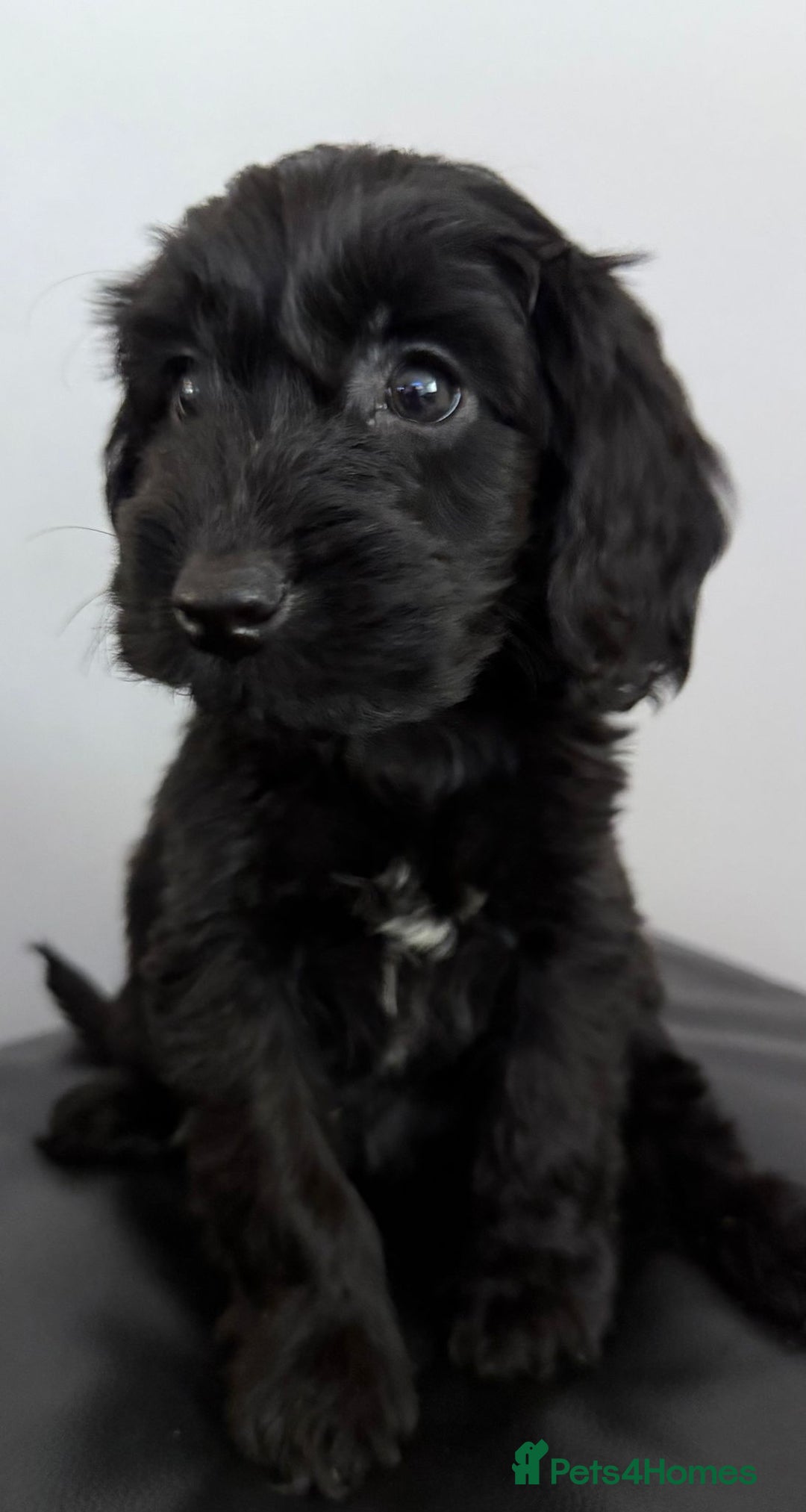 Cockapoo dogs for sale: Adorable Cockapoos - Advert 7